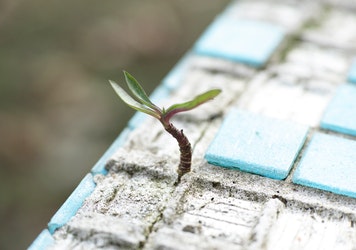 Digitalizarse para sobrevivir