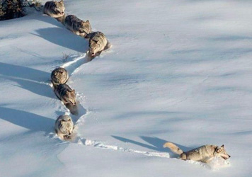 liderazgo, ser o no ser